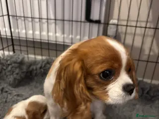 Cavalier King Charles Spaniel dogs Beautiful cavalier puppy’s - Advert 6