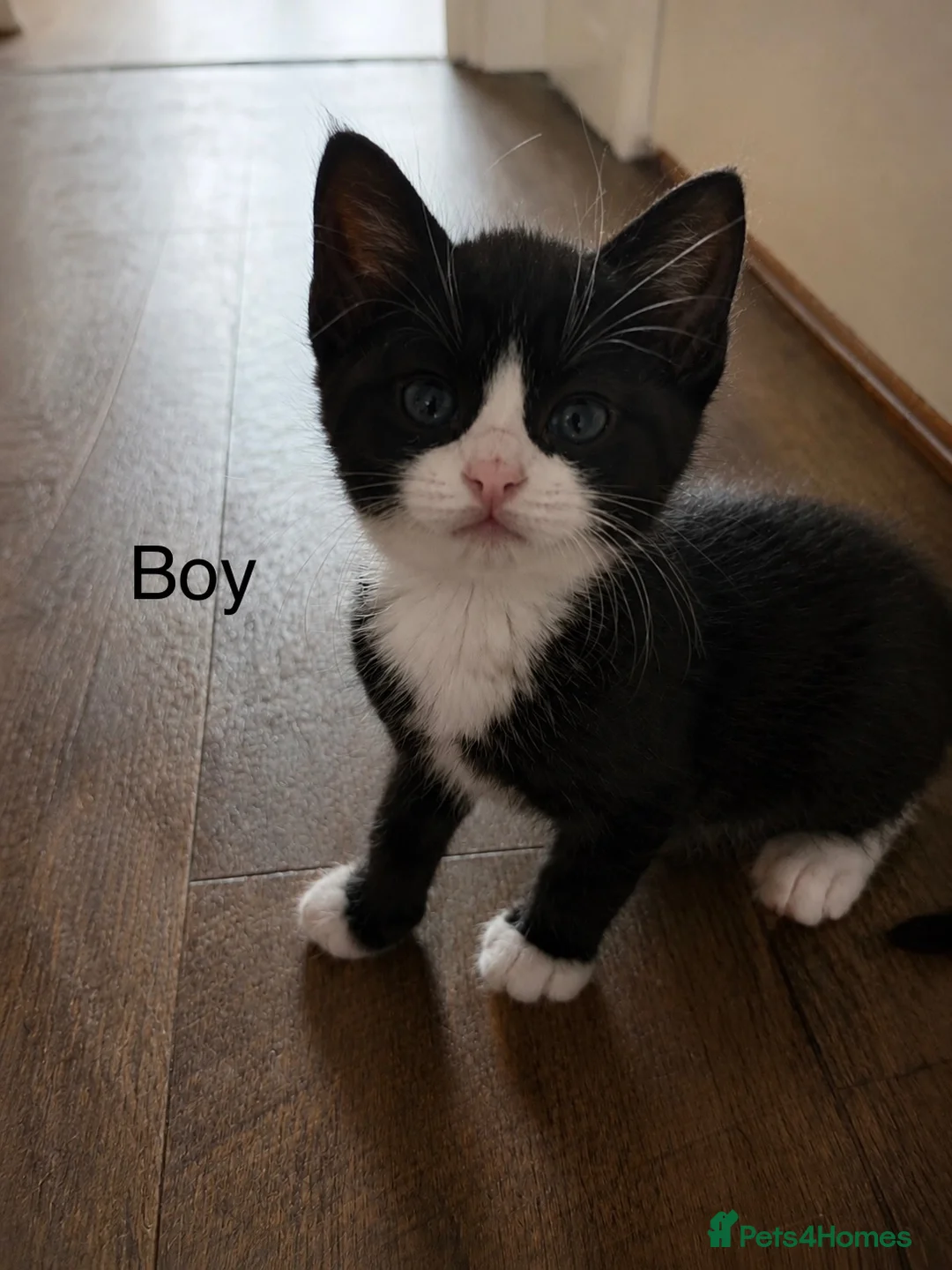 Mixed Breed cats for sale: Kittens in South Molton - Advert 7
