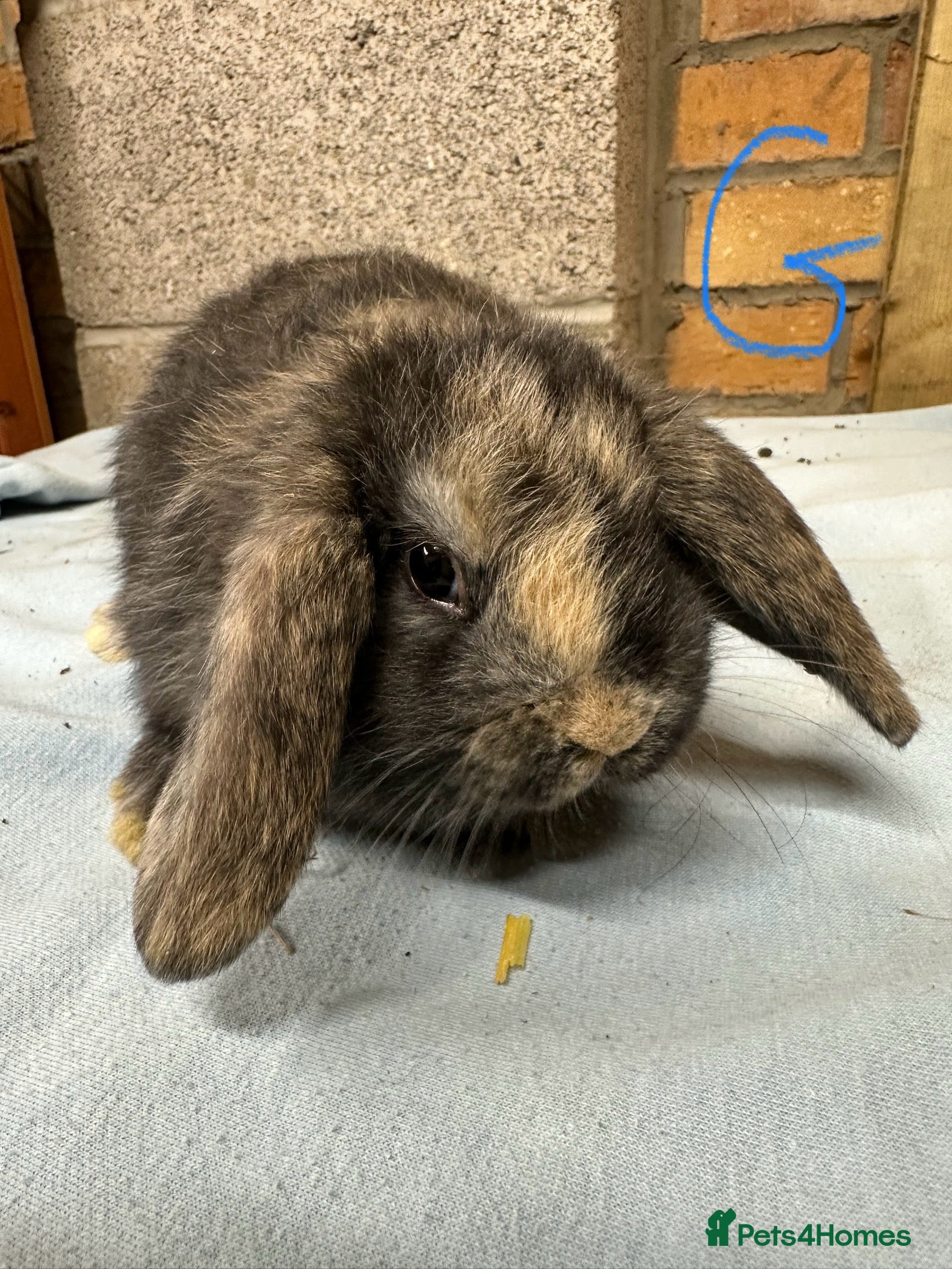 Mini Lop rabbits Mini Lop Rabbits  - Advert 7