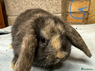 Mini Lop rabbits Mini Lop Rabbits - Advert 7