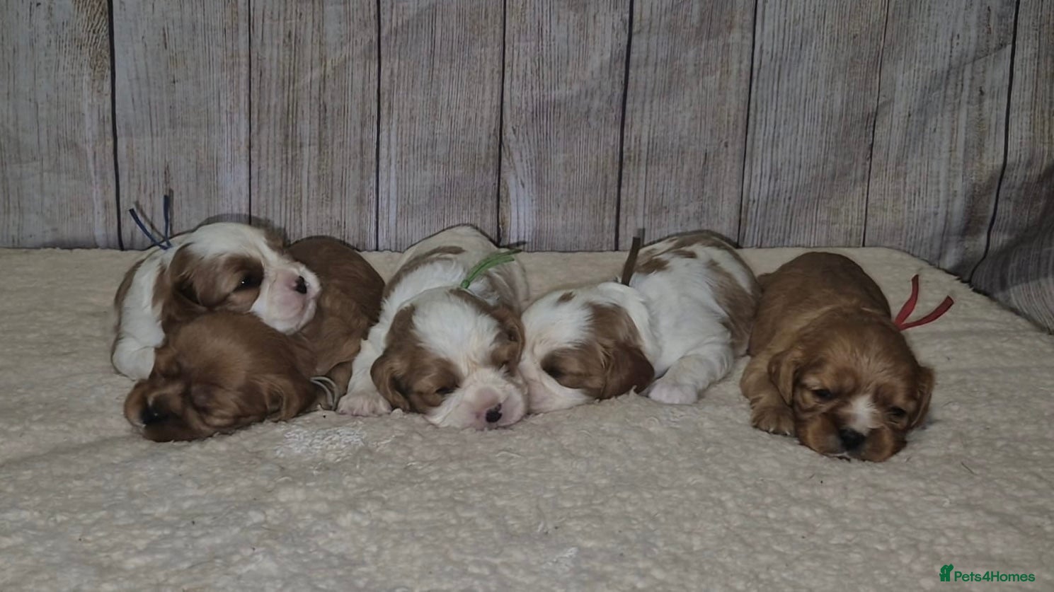 Cavalier King Charles Spaniel dogs 5 beautiful CKCS ❤️ - Advert 1