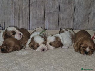 Cavalier King Charles Spaniel dogs 5 beautiful CKCS ❤️ - Advert 1