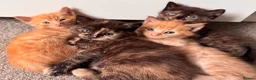 Maine Coon cats for sale: Maine Coon Cross Kittens – Ready 27th April - Advert 6
