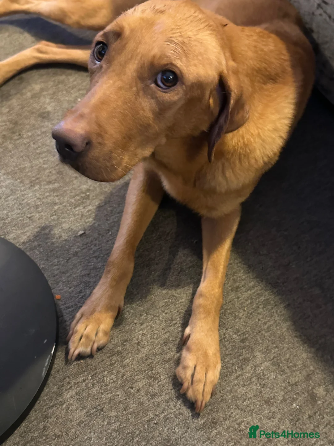 Labrador Retriever dogs for sale: Fox red Labradors puppies  - Advert 1