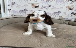 Cocker Spaniel dogs for sale: Beautiful show litter Cockers ready now - Image 12