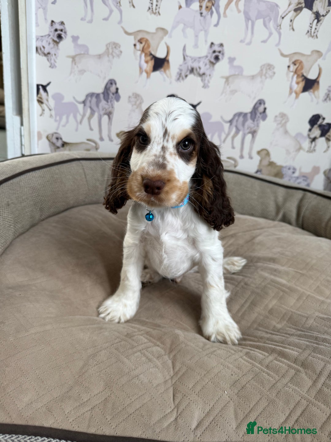 Cocker Spaniel dogs for sale: Beautiful show litter Cockers ready now - Image 12