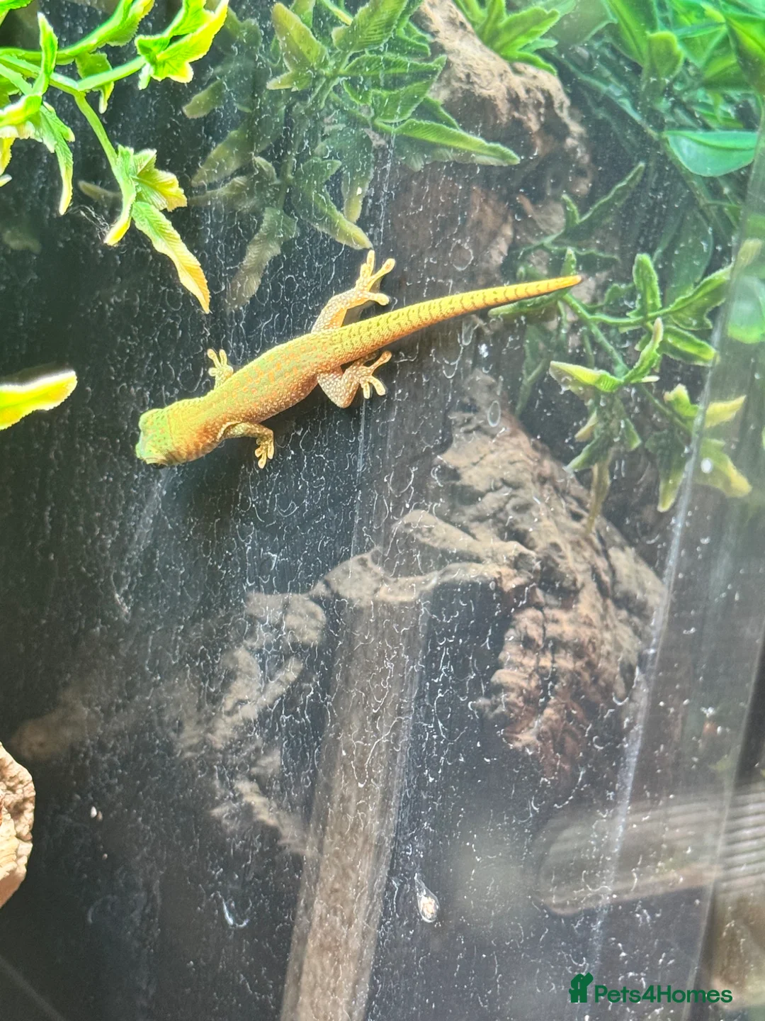 Gecko reptiles for sale: Lizards for rehome  - lot to choose from  - Advert 1