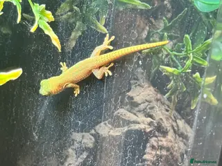 Gecko reptiles Lizards for rehome - lot to choose from - Advert 17