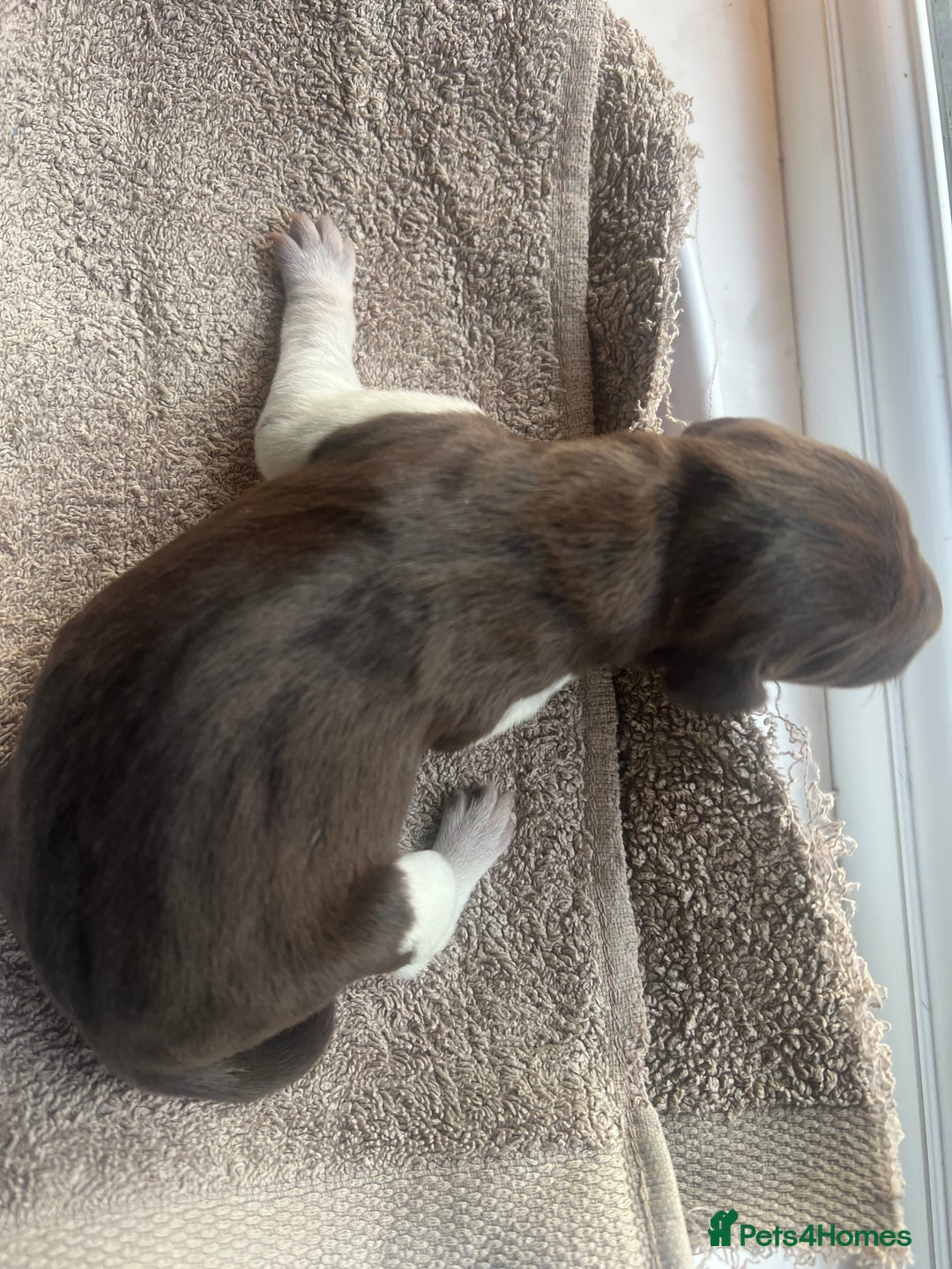 German Shorthaired Pointer dogs for sale: Beautiful KC reg German Shorthaired Pointer Pups - Image 12