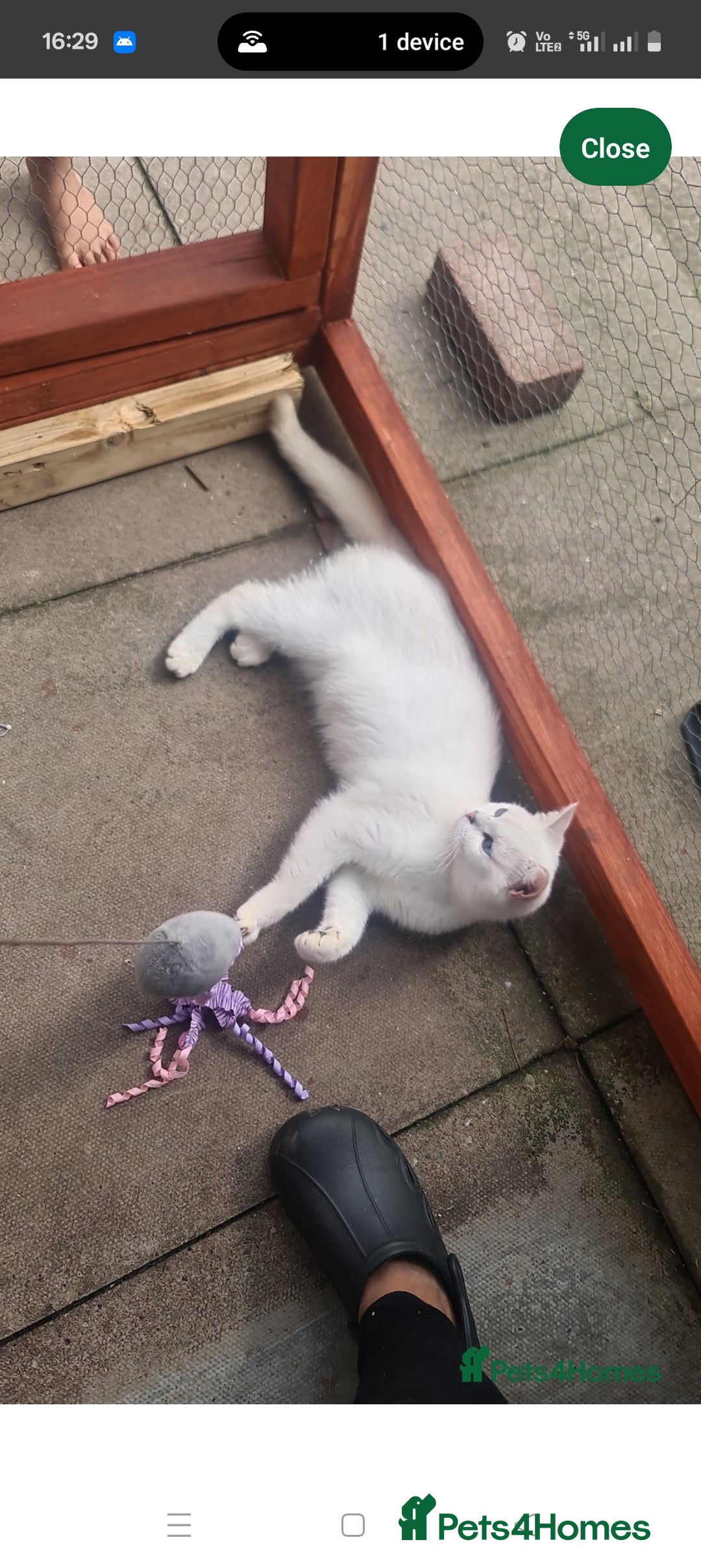 British Shorthair cats for sale: full pedigree british short hair girl  - Image 5
