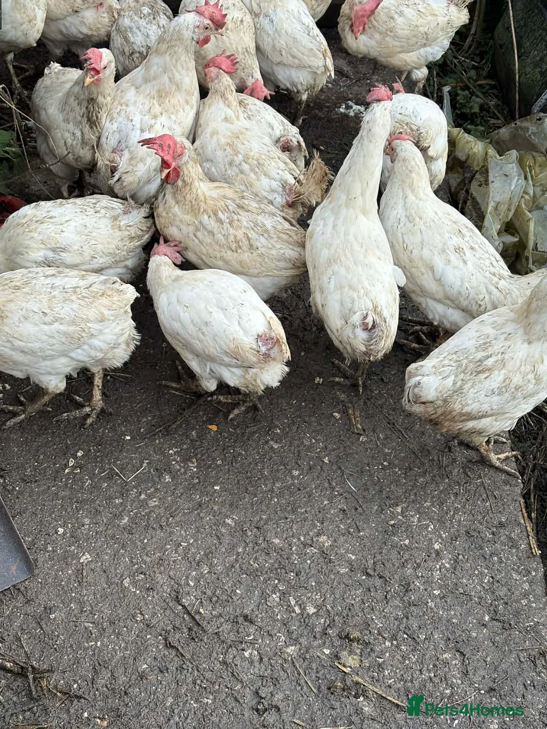 Chickens poultry for sale: White stars  - Advert 1