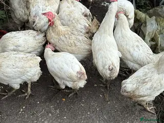 Chickens poultry White stars - Advert 9