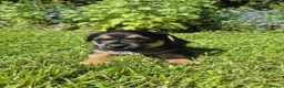 Jack Russell dogs for sale: Jack Russell puppies  - Advert 2