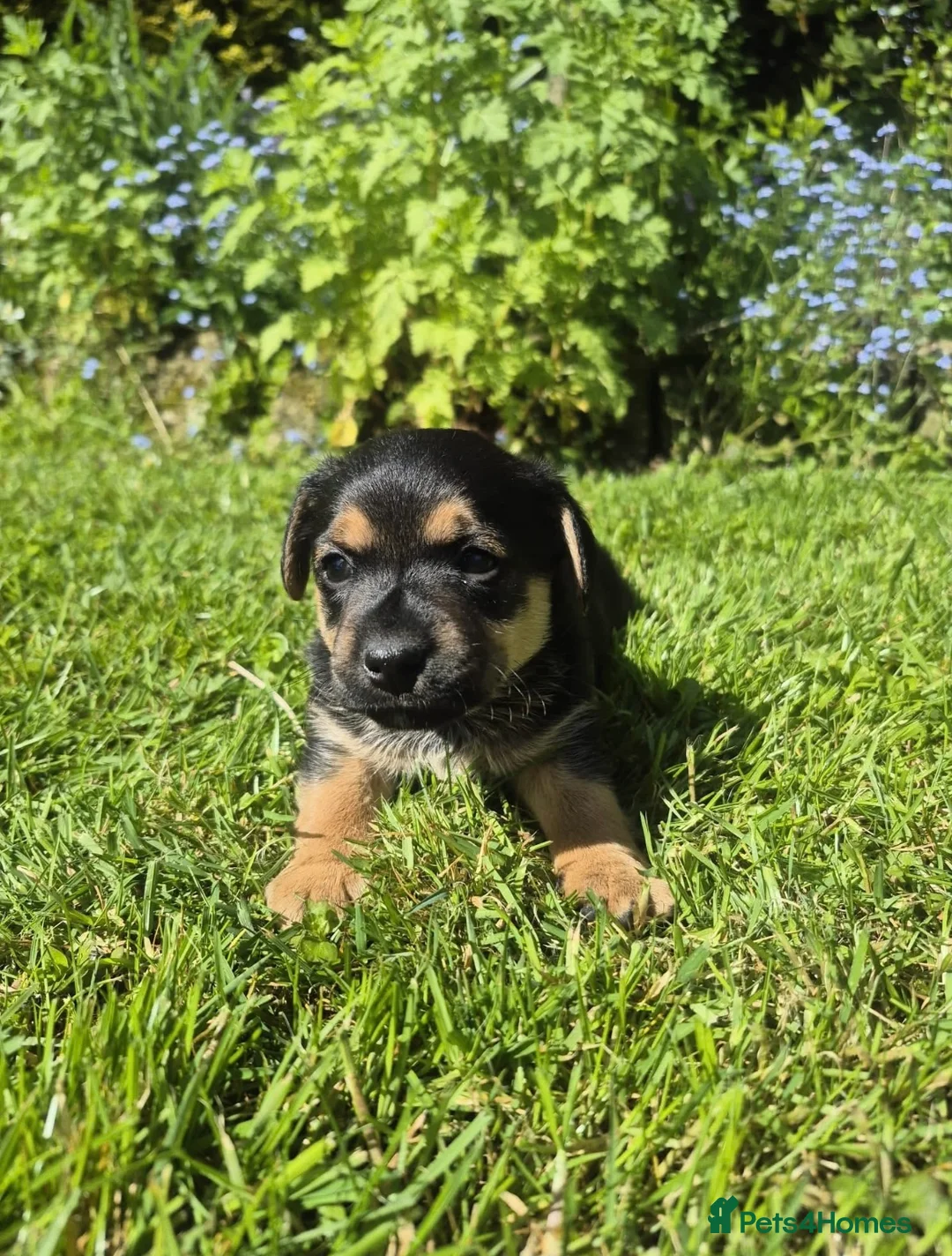Jack Russell dogs for sale: Jack Russell puppies  - Advert 2