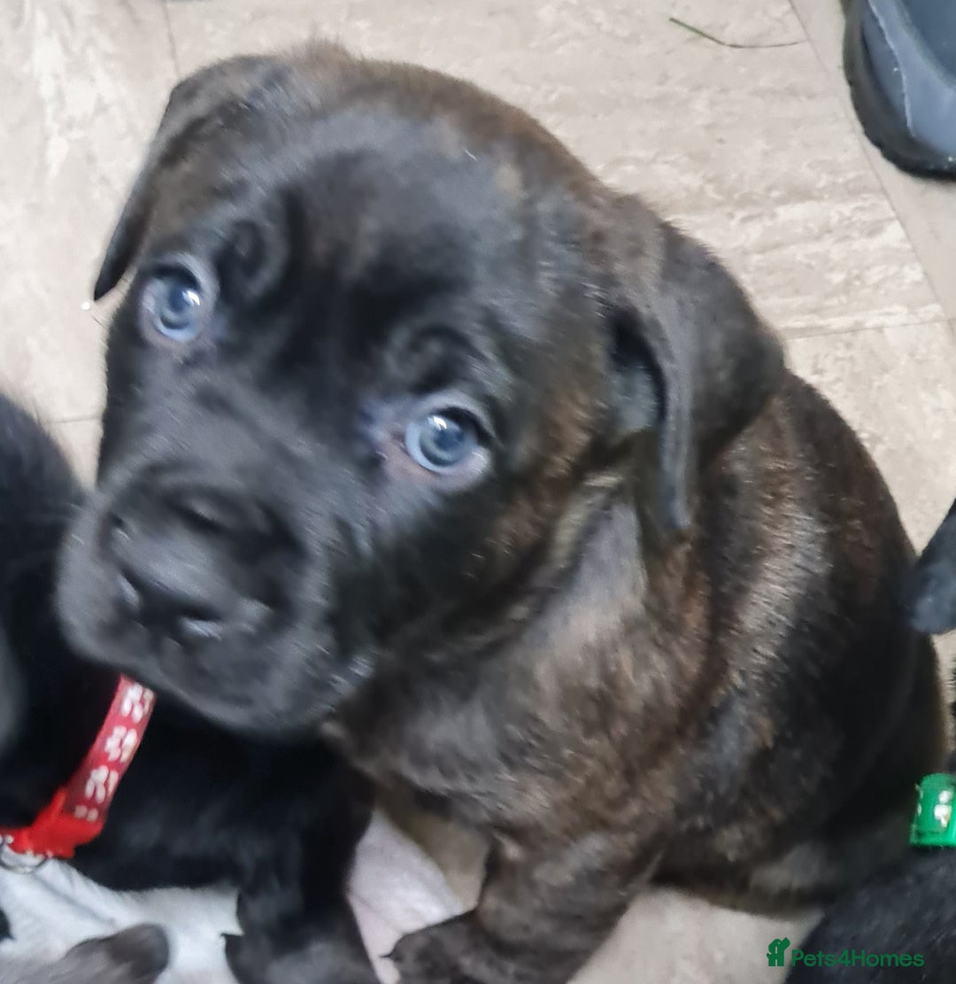 Mixed Breed dogs for sale: Presa canario - Advert 15