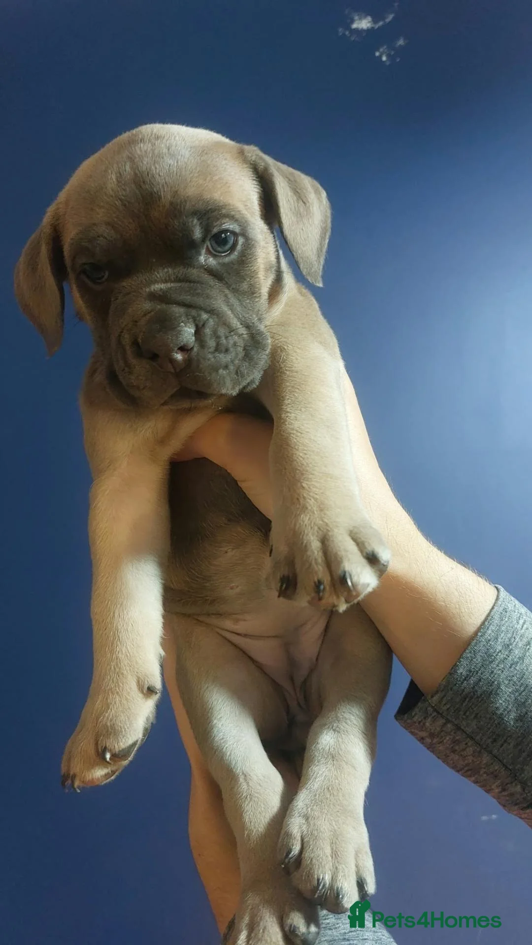 Mixed Breed dogs for sale: Beautiful English Bulldog X Cane Corso puppy - Advert 2