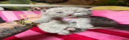 British Shorthair cats for sale: Champion Line British Shorthair Kittens 😻🥇🏆🐾 - Advert 24