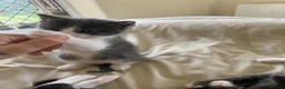 Mixed Breed cats for sale: 8 wk Grey White Kitten - Advert 24