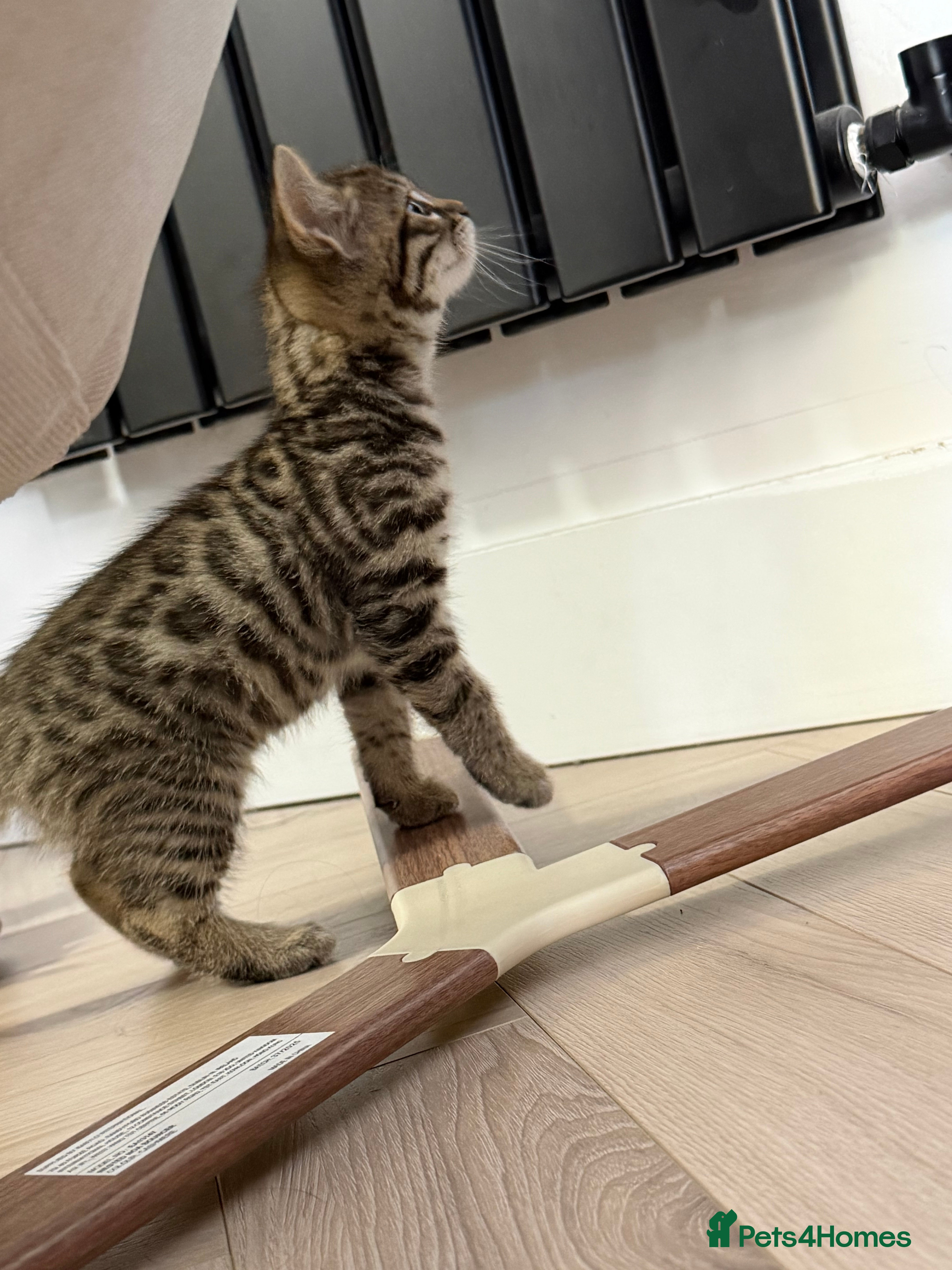 Bengal cats Beautiful x bengals ready to be rehomed - Advert 2