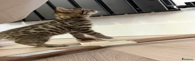 Bengal 6