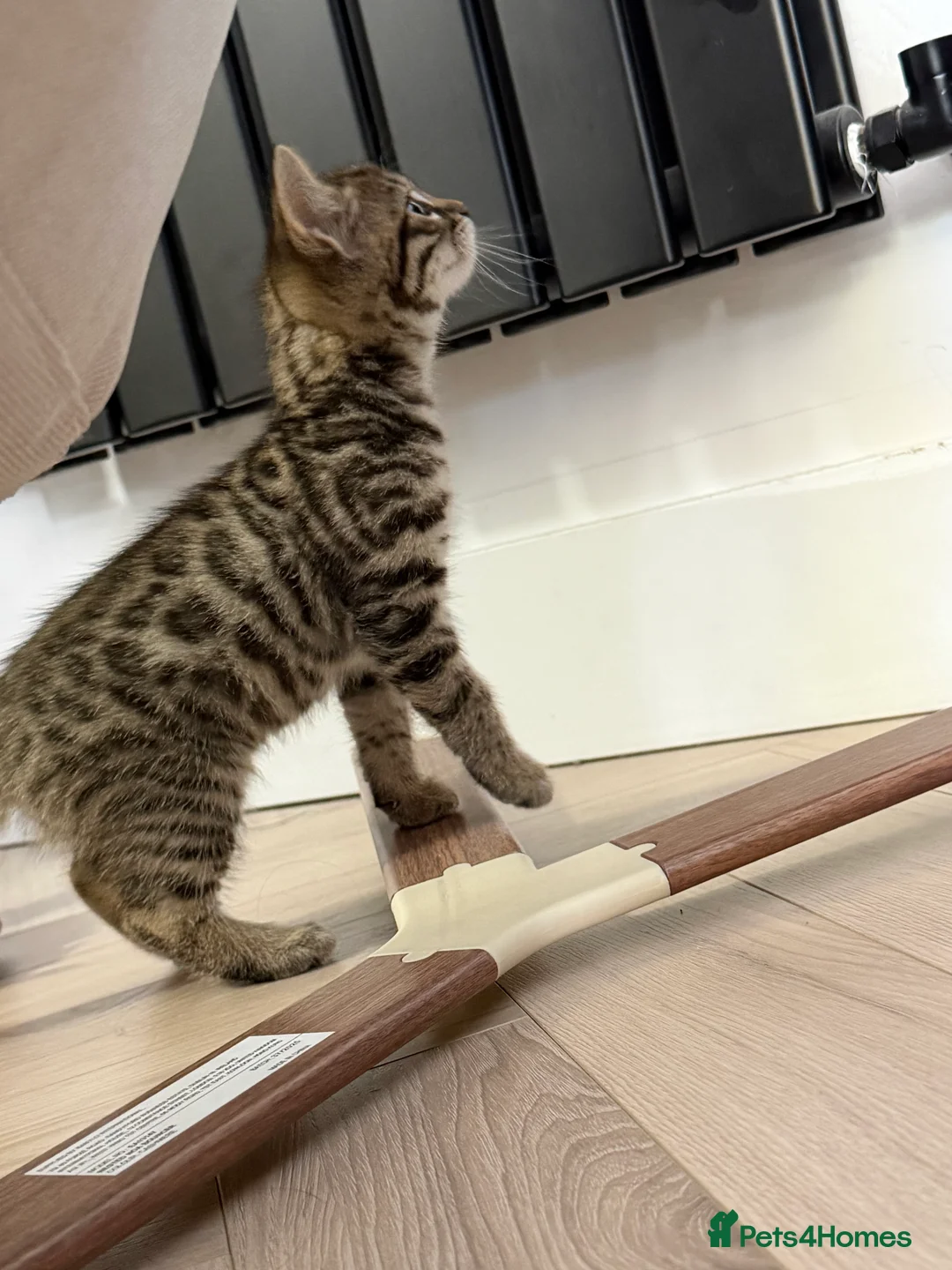 Bengal cats for sale: Beautiful x bengals ready to be rehomed - Advert 2