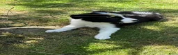 Border Collie dogs for sale: Litter of three striking Border Collie puppies  in Witney - Advert 8