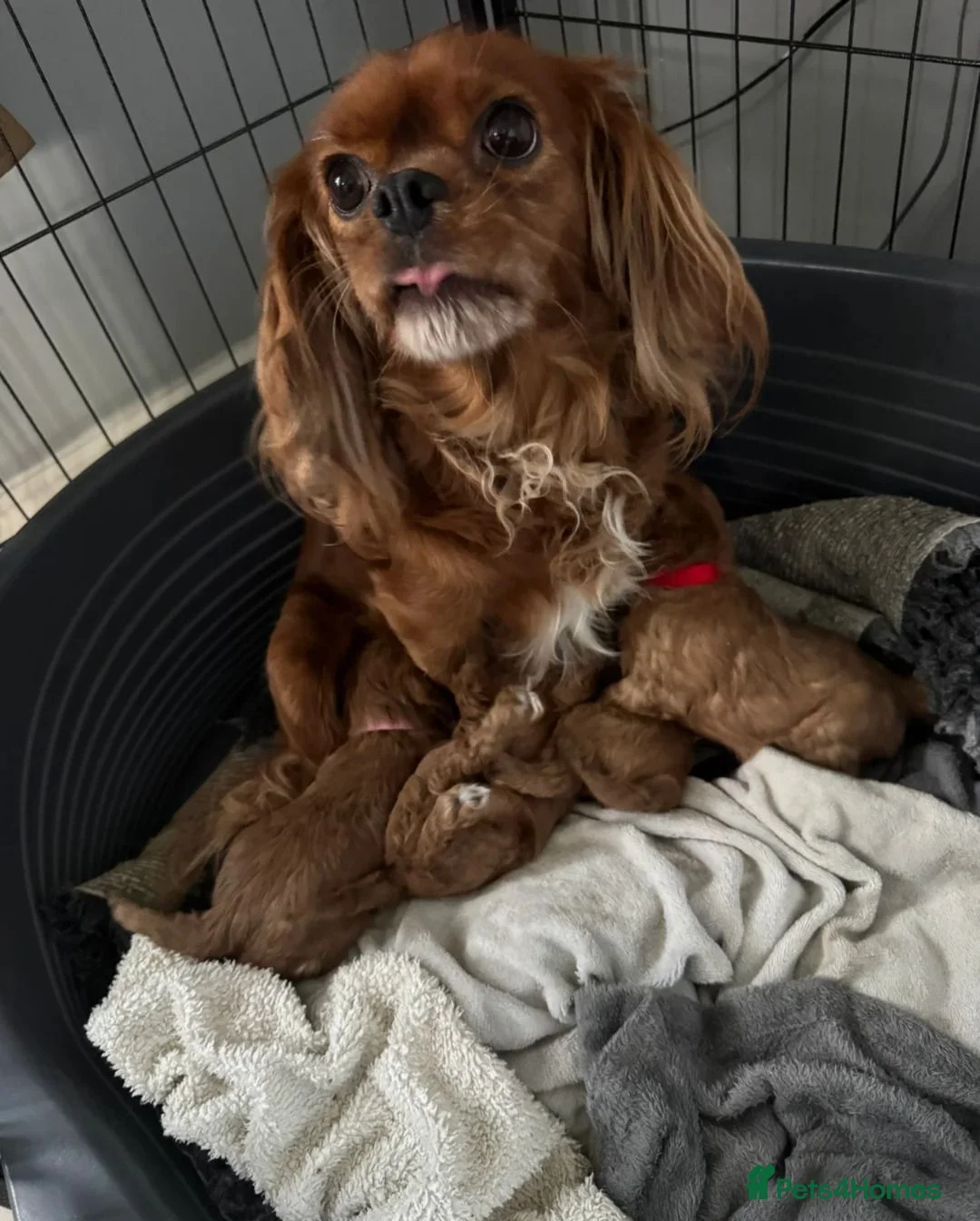 Cavalier King Charles Spaniel dogs for sale: Premium Ruby Cavalier King Charles Spaniel Puppies - Advert 14