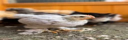 Chickens poultry for sale: Pekin bantams - Advert 15