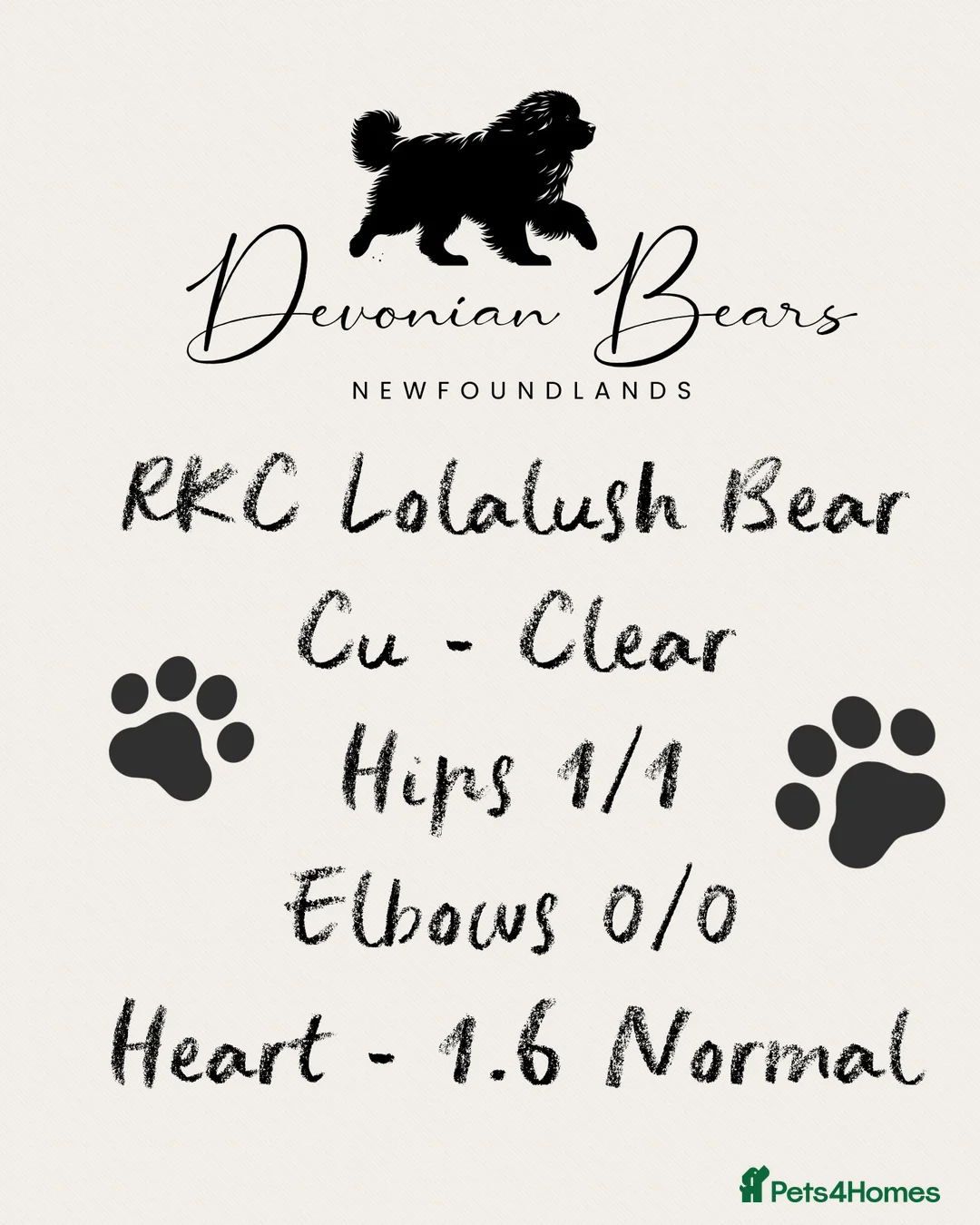 Newfoundland dogs for sale: FULLY Health tested Newfoundlands  - Advert 13