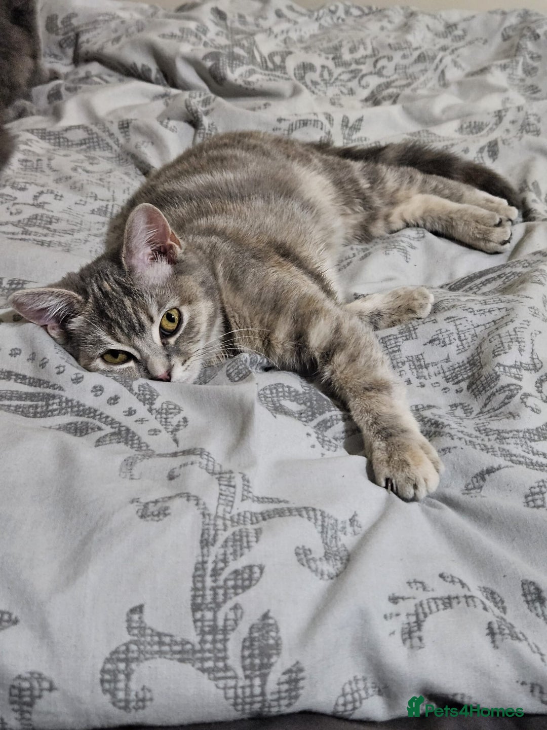 British Shorthair cats for sale: 4 beautiful British Shorthair kittens for sale - Advert 17