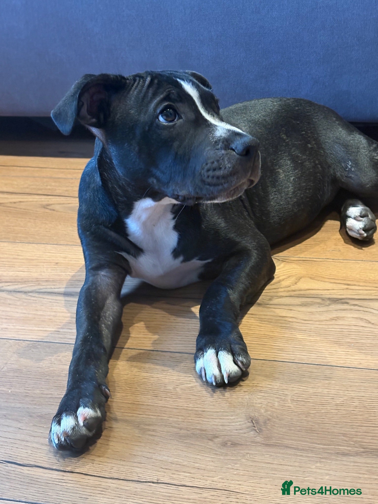 Staffordshire Bull Terrier dogs 15-Week-Old Female Staffy puppy - Advert 1