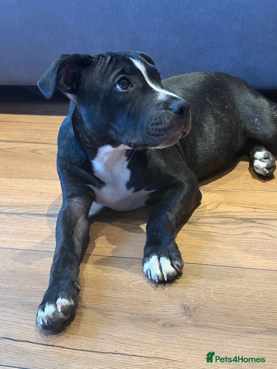 Staffordshire Bull Terrier dogs for sale: 15-Week-Old Female Staffy puppy in Maidenhead - Advert 1
