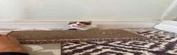 Ragdoll cats for sale: Ragdoll Siamese cross kittens in Birkenhead - Advert 26