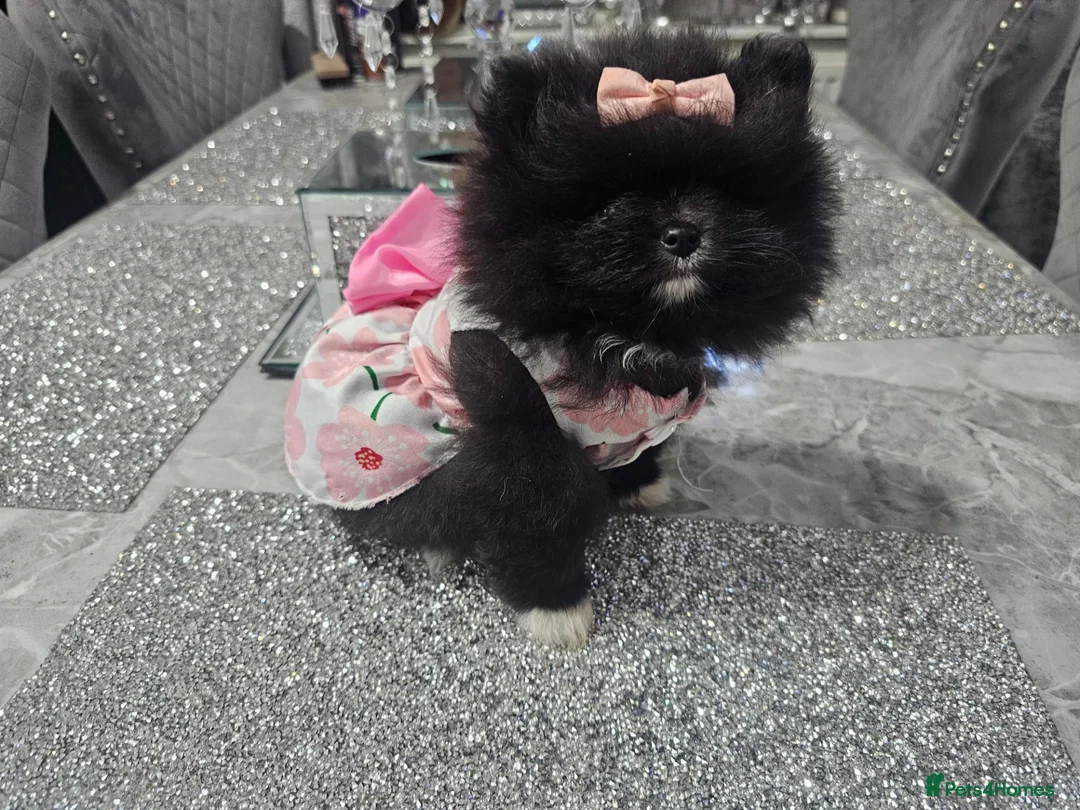 Pomeranian dogs for sale:  X **   **  size  Pomeranian puppy - Advert 2