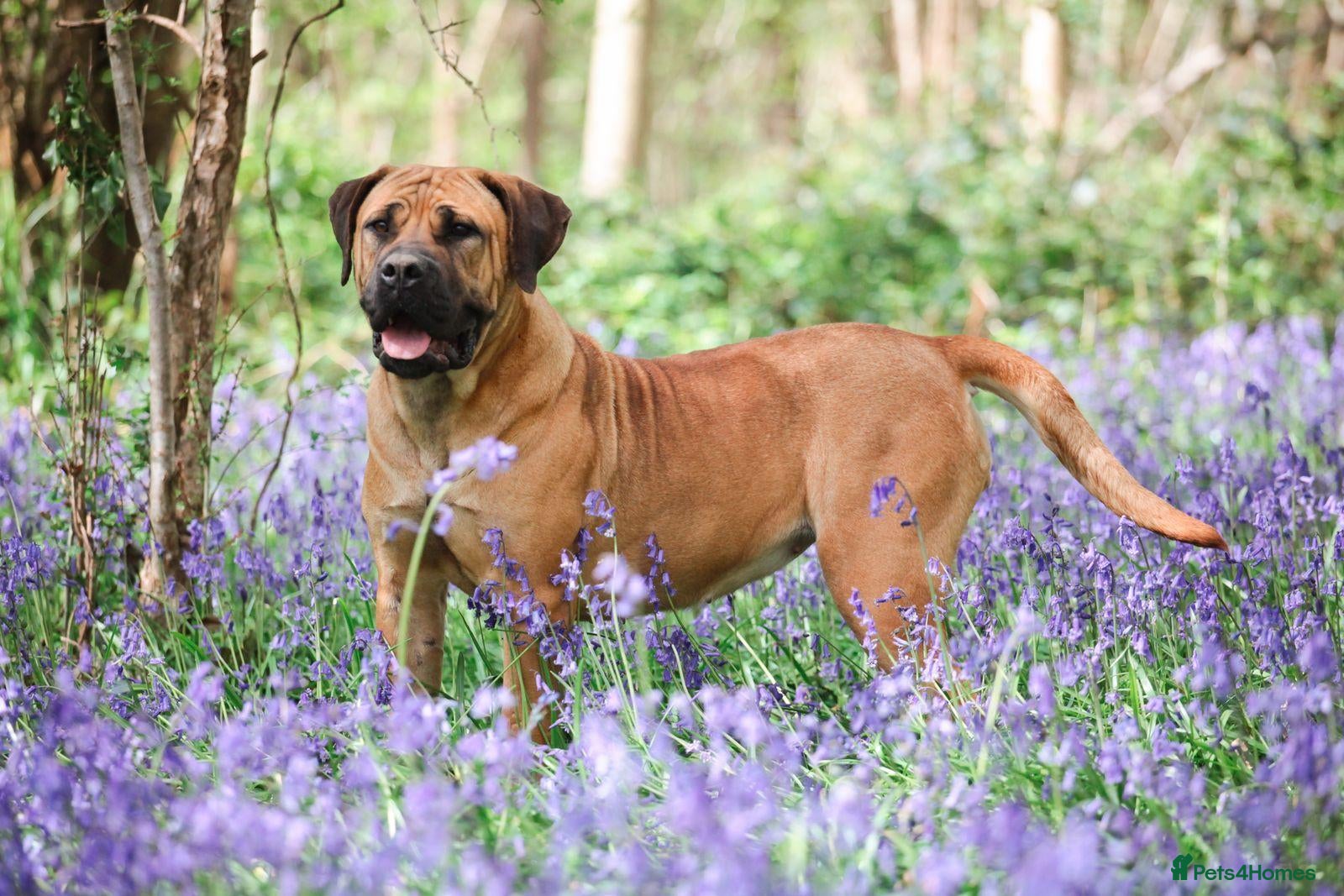 Boerboel dogs Waitlist now open - due early October - Advert 11