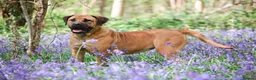 Boerboel dogs for sale: Waitlist now open - due early October in Horsham - Advert 1