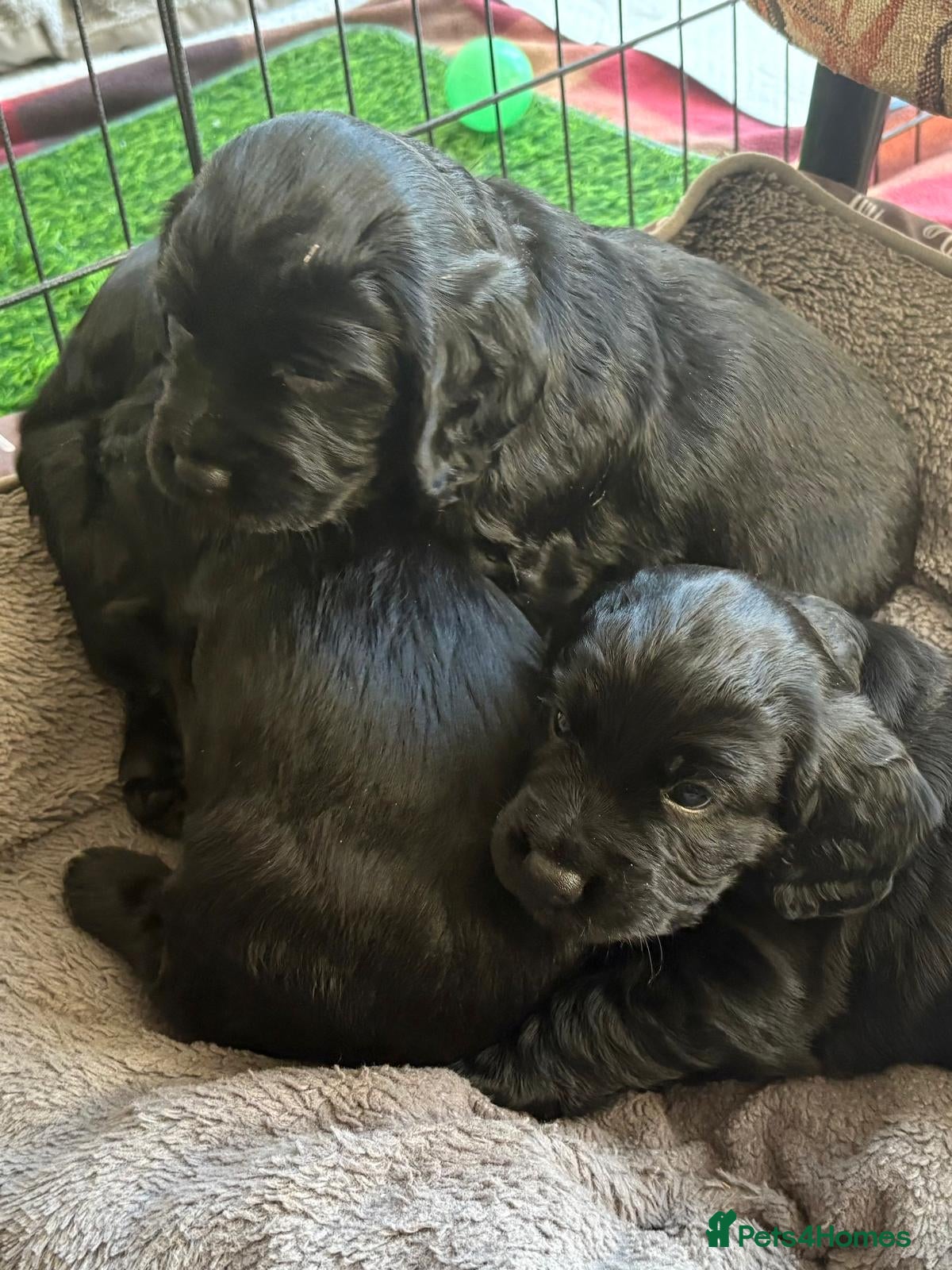 Cocker Spaniel dogs Working cocker spaniel puppies- black  - Advert 11