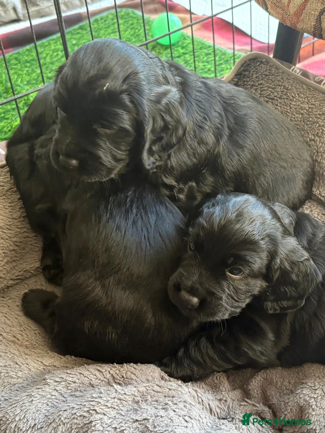 Cocker Spaniel dogs for sale: Black working cocker spaniel puppies   - Advert 5
