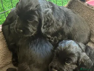 Cocker Spaniel dogs Cocker spaniel puppies- black - Advert 6