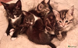 Mixed Breed cats for sale: 5 super cute mixed kittens - Image 8