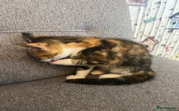 Mixed Breed cats for sale: 2 beautiful kittens full ginger and tortoise shell - Image 13