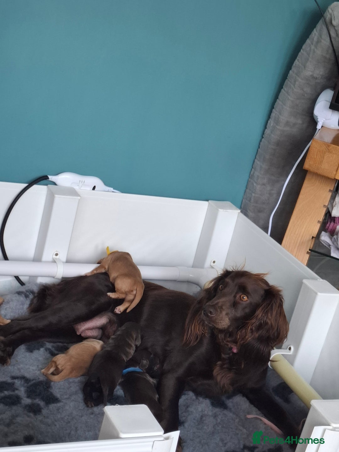 Cocker Spaniel dogs for sale: Working Cocker Spaniel Pups parents DNA tested - Image 3