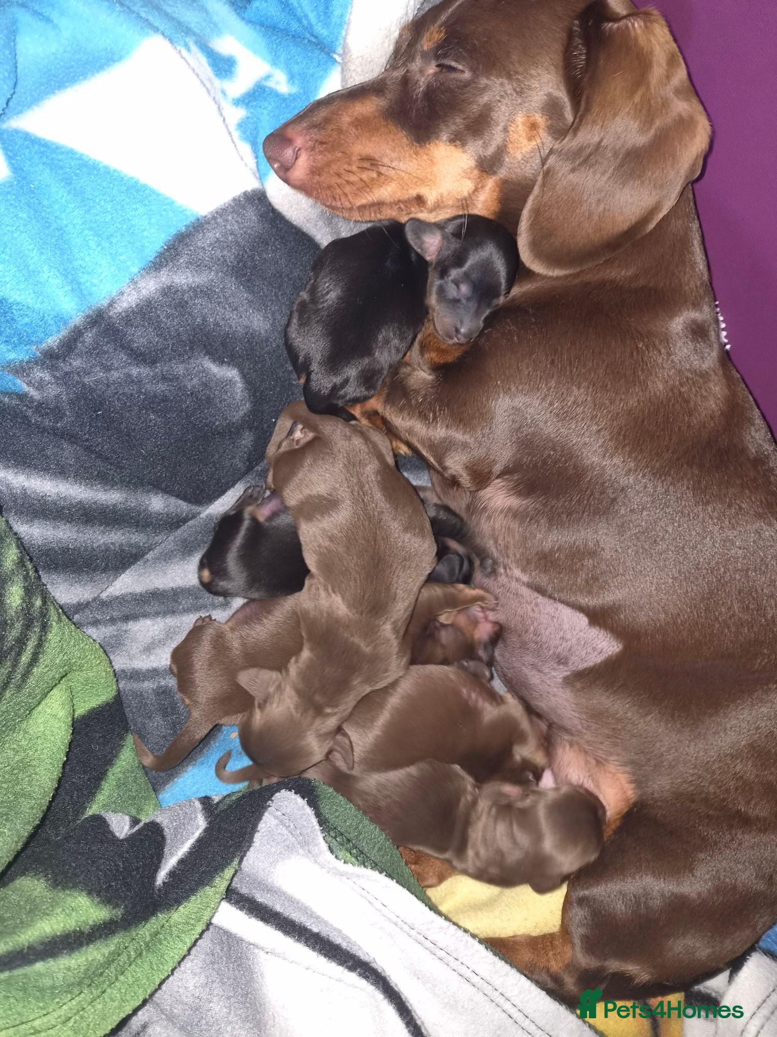Dachshund dogs Miniature Dachshund Puppies - Advert 1