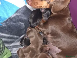 Dachshund dogs Miniature Dachshund Puppies - Advert 3