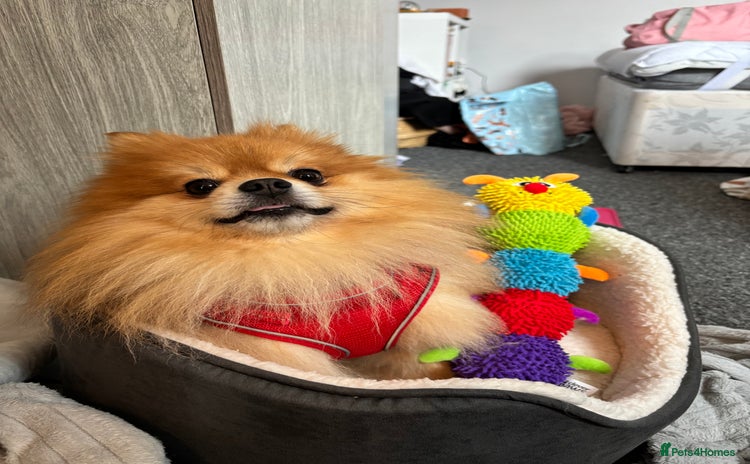 Pomeranian dogs - Advert 3