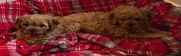 Cavapoo dogs for sale: 🐶🐩🐾ADORABLE MINIATURE CAVAPOO🐾🐩🐶 - Advert 12