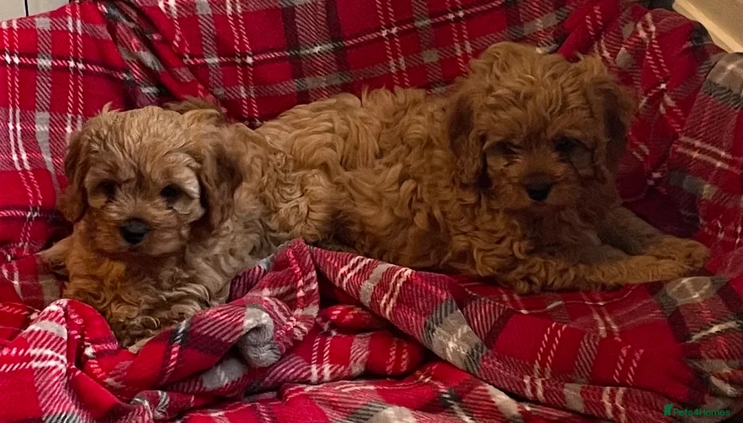 Cavapoo dogs for sale: 🐶🐩🐾ADORABLE MINIATURE CAVAPOO🐾🐩🐶 - Advert 12