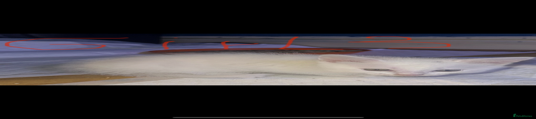 Mixed Breed Kitten 3