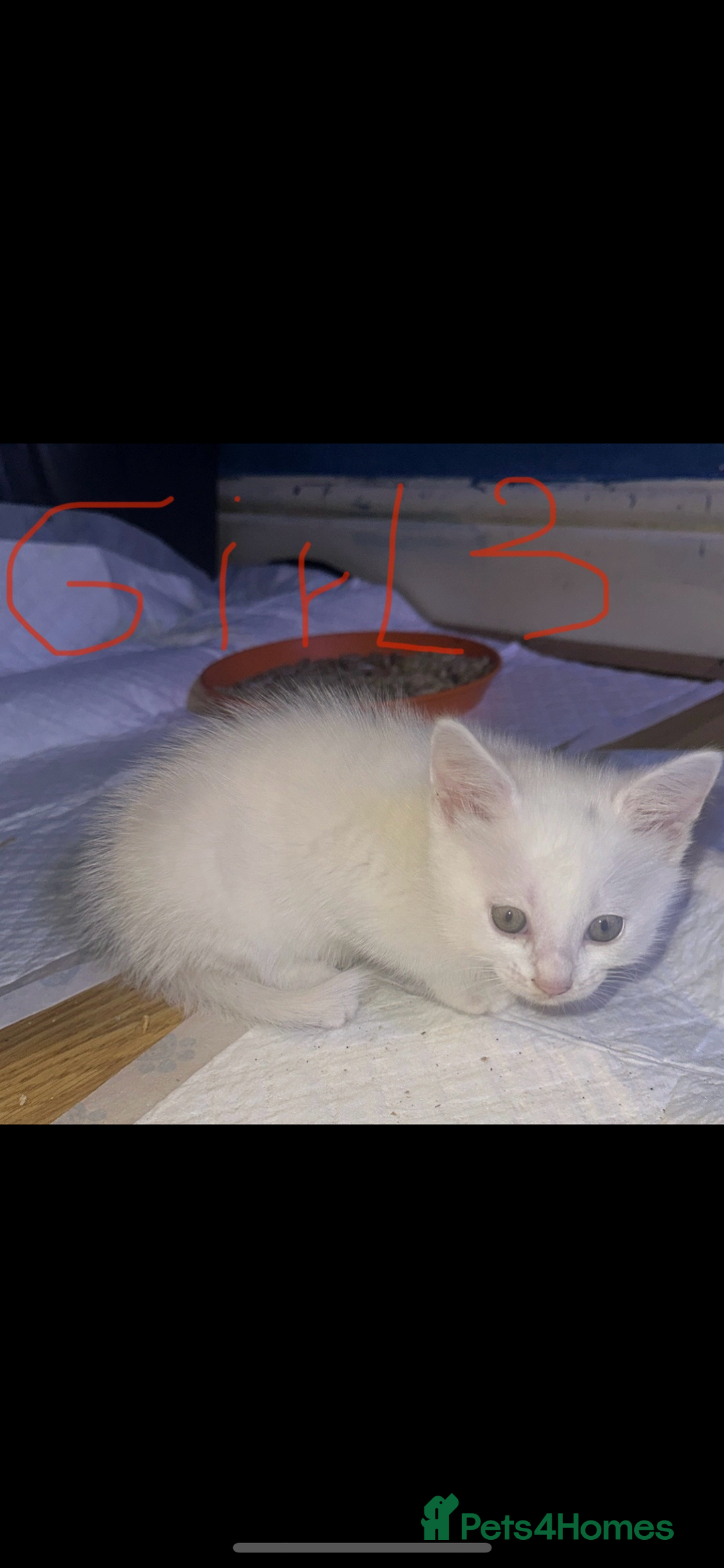 Mixed Breed cats for sale: ✨Adorable Kittens Looking for Their Forever Homes✨ - Advert 4