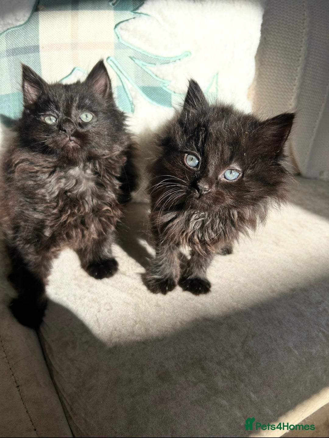 Mixed Breed cats for sale: Black Smoke Ragdoll X Maine Coon Kittens - Advert 7